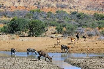 Waterbuck (Kobus ellipsiprymnus). At the waterhole in Pilanesberg National Park, North West