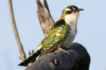 Diederik cuckoo (Chrysococcyx caprius), Pilanesberg National Park, North West