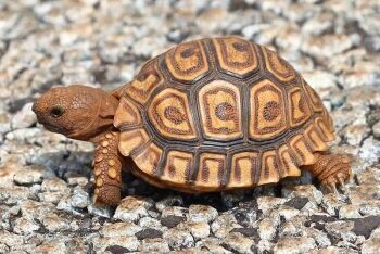 Leopard tortoise (Stigmochelys pardalis), Kgaswane Mountain Reserve, Rustenburg, North West
