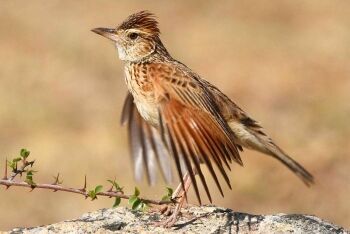 Rufous-naped Lark (Mirafra africana), Pilanesberg National Park, North West