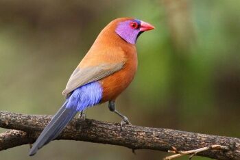 A male Violet-eared waxbill (Uraeginthus granatinus), Pilanesberg National Park, North West