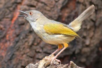 Grey-backed Camaroptera (Camaroptera brachyura), Pilanesberg National Park, North West