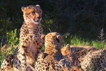 Cheetah (Acinonyx jubatus), Pilanesberg National Park, North West