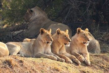 African lion pride, Pilanesberg National Park, North West