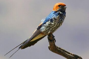 Lesser Striped Swallow (Cecropis abyssinica), Pilanesberg National Park, North West