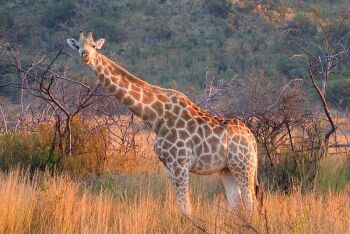 Female Giraffe, Pilanesberg National Park, North West