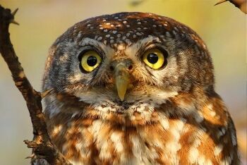 Pearl-spotted Owlet, Glaucidium perlatum, at Pilanesberg National Park, North West