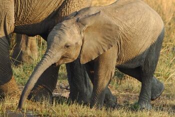 Baby elephant, Pilanesberg National Park, North West