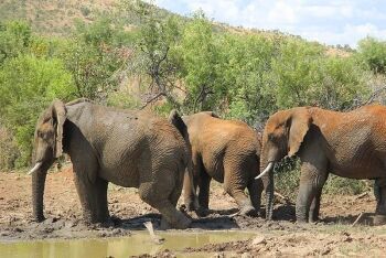 African bush elephant (Loxodonta africana), Pilanesberg National Park, North West