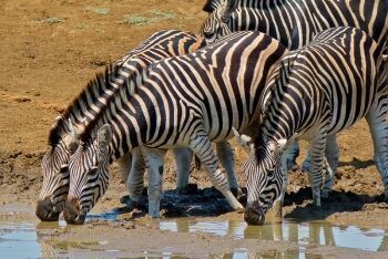 Burchell\'s Zebras (Equus quagga burchellii),  Ratlhogo Waterhole, Pilanesberg National Park, North West