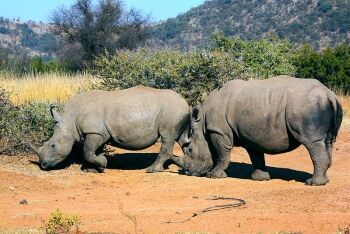 White Rhino, Pilanesberg National Park, Limpopo